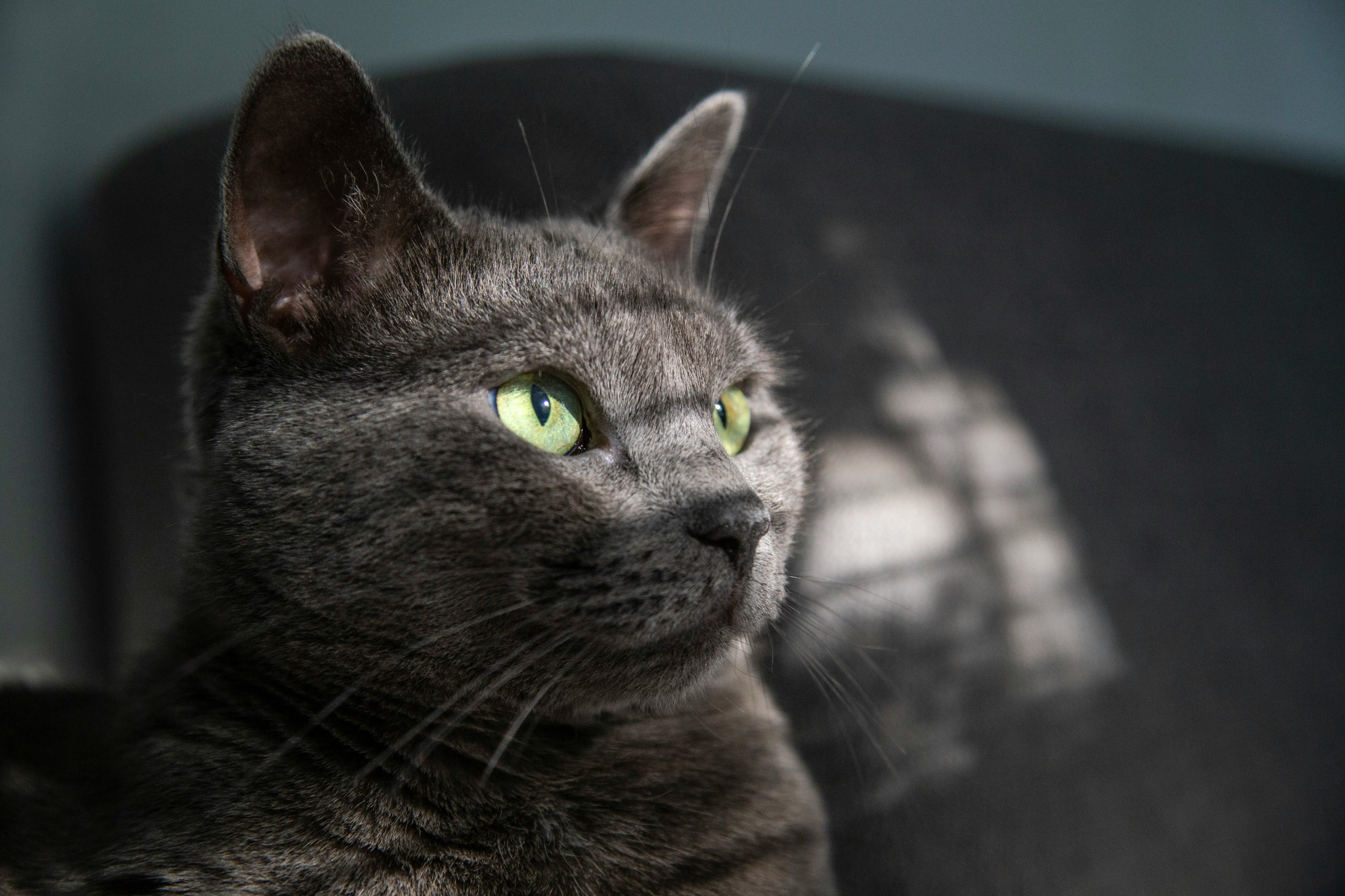 russian blue cat in close up photography